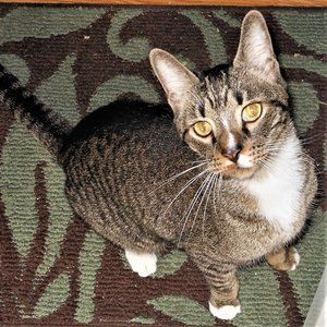 Boots the Hungry Cat RIP